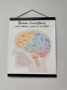 Educational poster displays labeled brain functions and regions, visually explaining how different areas support behavior and thinking