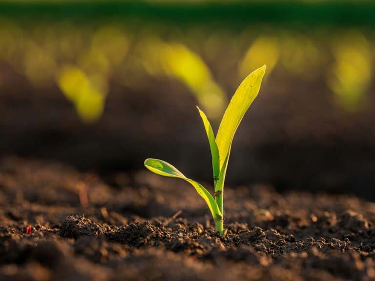 Green corn maize plants on a field agricultural landscape