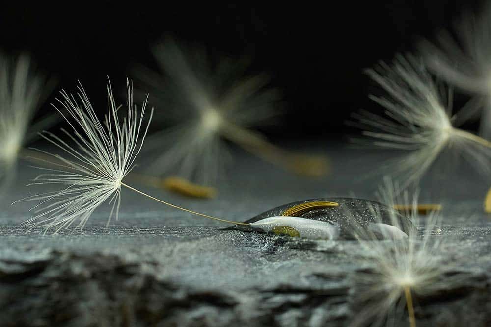 White dandelion flower