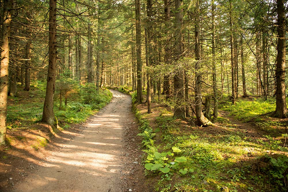 path among the trees in summer forest green nature sunny day
