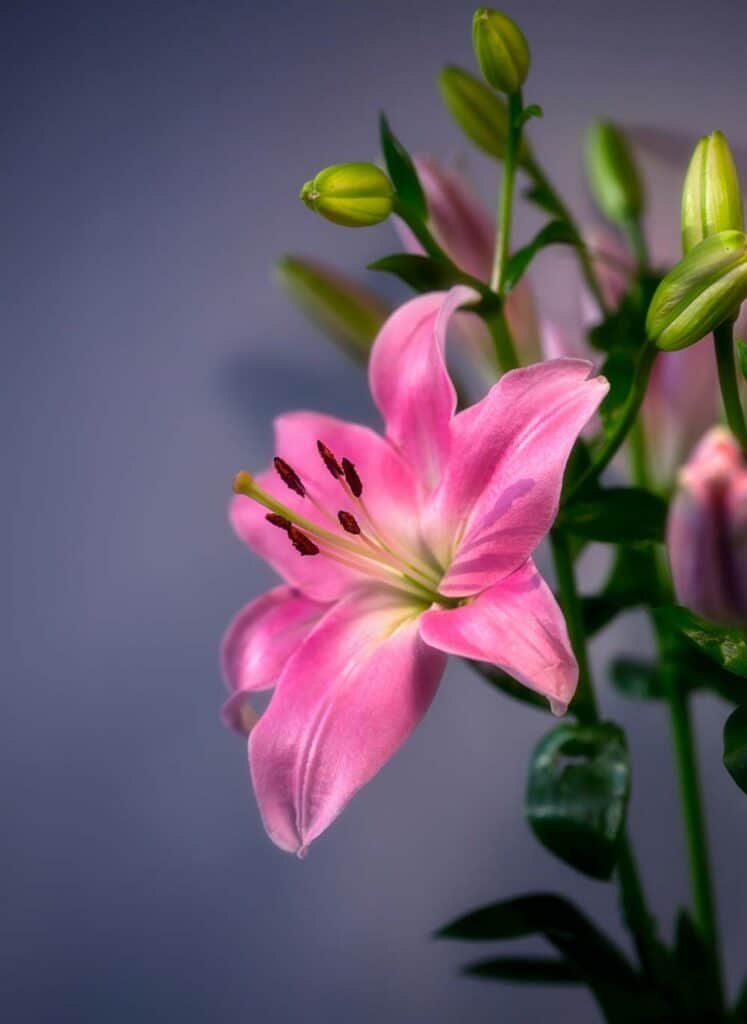 pink and white flower in tilt shift lens