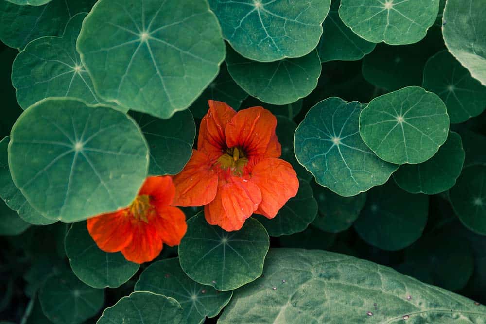 two vibrant orange flowers bloom amidst lush green leaves